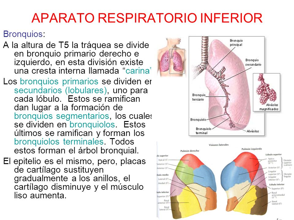 ¿cuál es el tracto respiratorio superior e inferior
